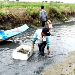 Gỡ khó cho người nuôi tôm càng xanh