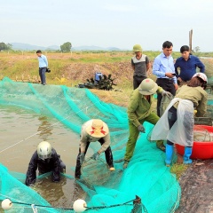 Nguồn cung tăng, giá tôm nguyên liệu giảm