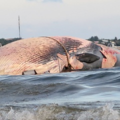 Xác cá voi nặng 15 tấn trôi dạt trên biển Bình Thuận