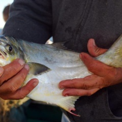 Bổ sung chromium có thể thúc đẩy tăng trưởng và giảm chi phí nuôi cá