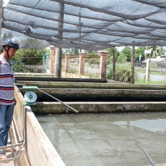 Cần Thơ: Nhiều loại cá giống tăng giá