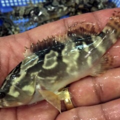 Cá mú Trân châu đối tượng nuôi mới ở đầm Nại