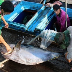 “Giấy thông hành” cho cá ngừ đại dương vào thị trường châu Âu