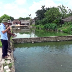 Thu nhập trên 1 tỷ đồng/ năm nhờ nuôi cá rô đồng