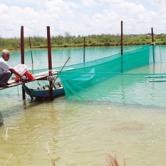 Sản xuất cá thể, nhỏ lẻ sản phẩm khó tiêu thụ, kém cạnh tranh