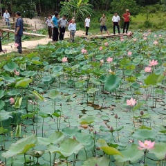 Triển vọng mô hình trồng sen kết hợp nuôi cá ở Nông Sơn