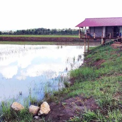 Đak Đoa: Thu nhập khá nhờ nuôi cá trên ruộng lúa kém hiệu quả