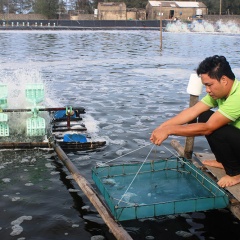 Người tiên phong “làm mới” con tôm ở Quảng Trị