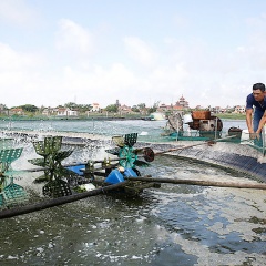 Hải Chính: Ứng dụng khoa học công nghệ trong sản xuất thủy sản