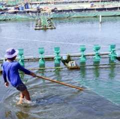 Thuận Nam đẩy mạnh phát triển nuôi trồng thủy sản