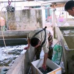 Thái Bình: Phát triển sản xuất giống thủy sản