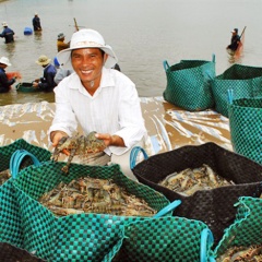 Tôm sú và tôm thẻ được hỗ trợ phí bảo hiểm nông nghiệp