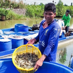 Không quá bi quan về giá tôm