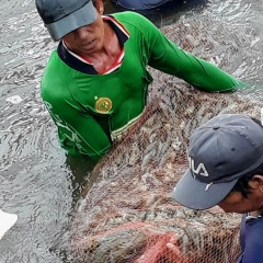 Bạc Liêu: Hướng đến trở thành trung tâm công nghiệp ngành tôm của cả nước