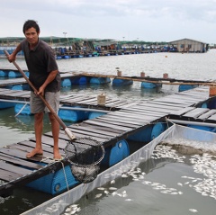 Cá chết hàng loạt trên sông Chà Và