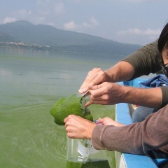 Xử lý các vấn đề liên quan đến tảo trong ao nuôi cá