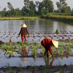 Cà Mau: Khởi động vụ lúa trên đất nuôi tôm