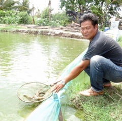 Nắm chắc đầu ra, nông dân Viên Bình rủ nhau nuôi cá chạch quế