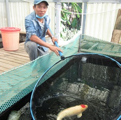 Chàng Trai Quảng Nam làm giàu nhờ trang trại nuôi cá koi