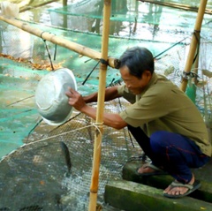 Người nuôi cá lóc lãi 8-10 triệu đồng/vèo