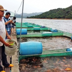 Bình Định: Khuyến khích nuôi cá lồng trên hồ chứa Hội Sơn