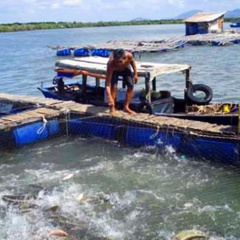 Hải Dương: Phát triển nhanh nuôi cá lồng trên sông