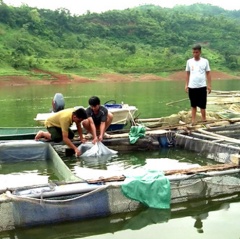 Nuôi cá tầm trên hồ thủy điện Bắc Hà