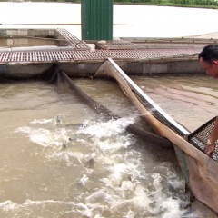Hưng Hà - Thái Bình: Phát triển nuôi cá lồng