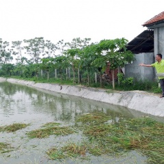 Làm giàu trên vùng đất khó