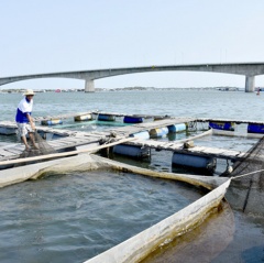 Bà Rịa - Vũng Tàu: Sắp xếp nuôi thủy sản lồng bè theo quy hoạch quá chậm