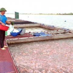 Ồ ạt nuôi cá lồng ở TP Hải Dương