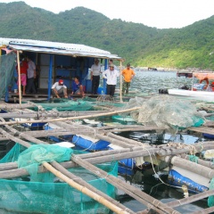 Nuôi thủy sản lồng bè Phú Yên: Chờ quy hoạch chi tiết