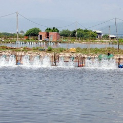 Bình Định: Chủ động bảo vệ thủy sản mùa nắng nóng