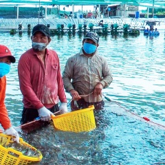 Khi người nuôi tôm “hết ngại” thời tiết