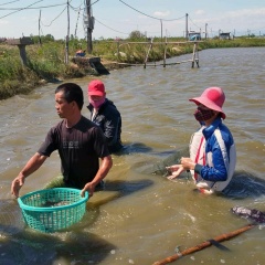 Thừa Thiên Huế: Nắng nóng, tôm cá chết hàng loạt