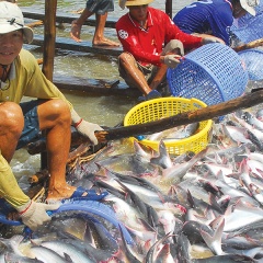 Nguy cơ “mất kiểm soát” của ngành hàng cá tra