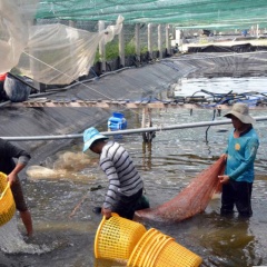 Tôm rớt giá: Cần chọn lựa phương án thu hoạch tôm phù hợp