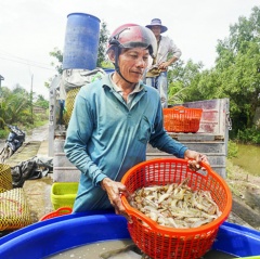 Giá tôm hùm giảm sâu, giá tôm sú giảm mạnh