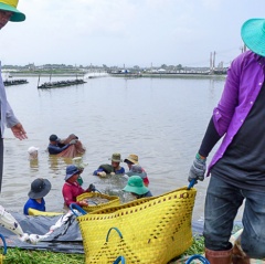 Vụ tôm 2019 – Vẫn chưa hết cơ hội