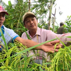 Điều kiện chuyển đổi đất trồng lúa có hiệu lực từ 1-9