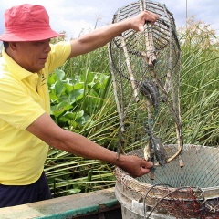 Cá đồng “lên ngôi”