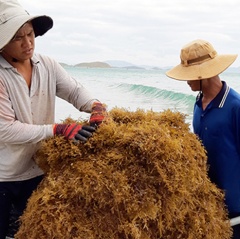 Ninh Phước vào mùa rong mơ