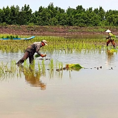 Cà Mau: Đưa cây lúa trở lại đất tôm