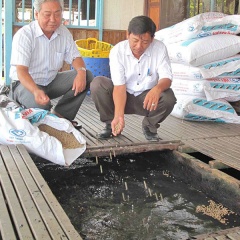 Bài học từ cá tra: Đa dạng hóa loài cá nuôi để giảm rủi ro thị trường