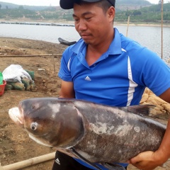 Nuôi cá trên vùng đất ... cà phê: Thu nhập 3 tỷ đồng/năm