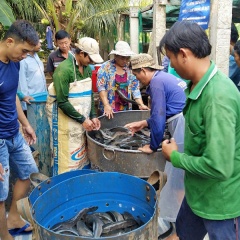 Mô hình nuôi cá lóc trong bể bạt hiệu quả ở An Giang