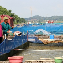 Bắc Ninh: Hướng đi bền vững cho nghề nuôi cá lồng