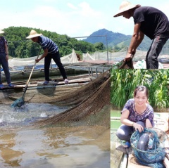 Chiêm Hóa phát triển nghề cá lồng trên sông Gâm