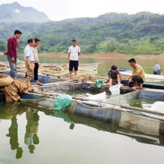 Hiệu quả mô hình nuôi cá tầm trong lồng bè ở Lào Cai