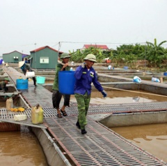 Chủ động các biện pháp bảo vệ an toàn cá lồng trong mùa mưa bão